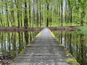 Weg van waterloopbos